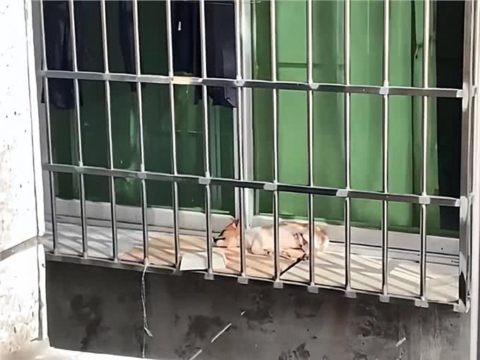 高温下情侣将幼犬扔在窗台，女子提出领养，主人:给500块带走