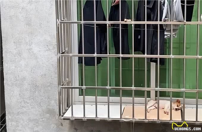 高温下情侣将幼犬扔在窗台，女子提出领养，主人:给500块带走