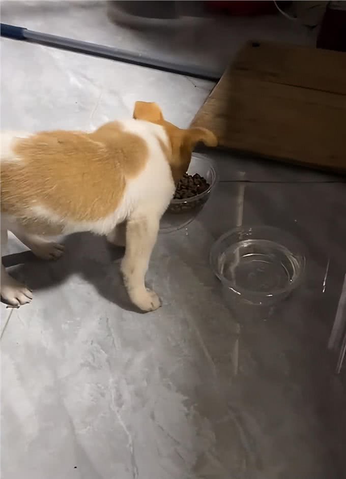 高温下情侣将幼犬扔在窗台，女子提出领养，主人:给500块带走