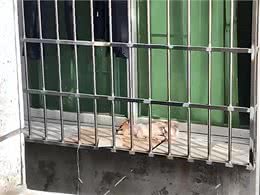 高温下情侣将幼犬扔在窗台，女子提出领养，主人:给500块带走