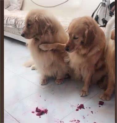 狗狗除了吃单调无味的狗粮，还可以吃下面几种美味的水果