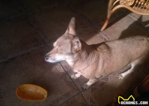 狗狗除了吃单调无味的狗粮，还可以吃下面几种美味的水果