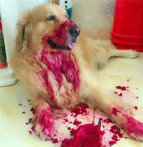 狗狗除了吃单调无味的狗粮，还可以吃下面几种美味的水果