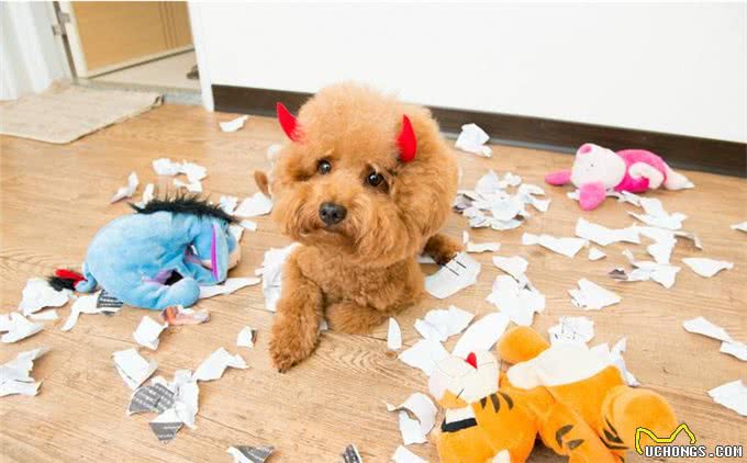 新手养狗:如何让狗狗学会独处不乱叫