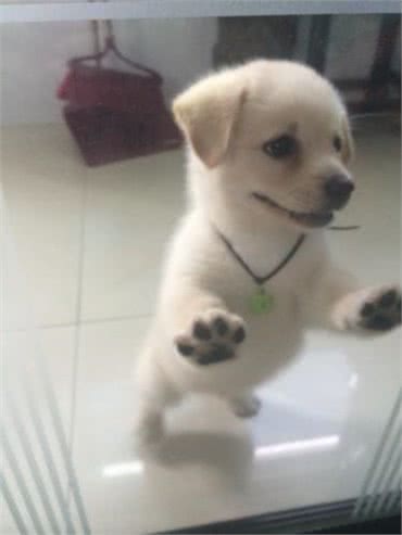 新手养狗:如何让狗狗学会独处不乱叫