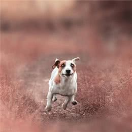 狗狗口臭该怎么办?