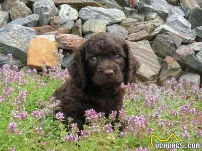 每日一犬-美国水猎犬