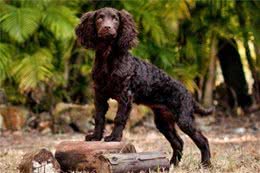 每日一犬-美国水猎犬