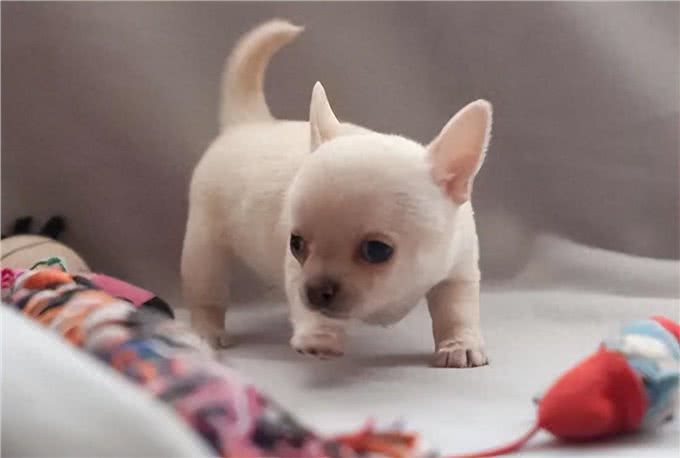 怎么能挑选到一只好小狗?5点小秘籍!