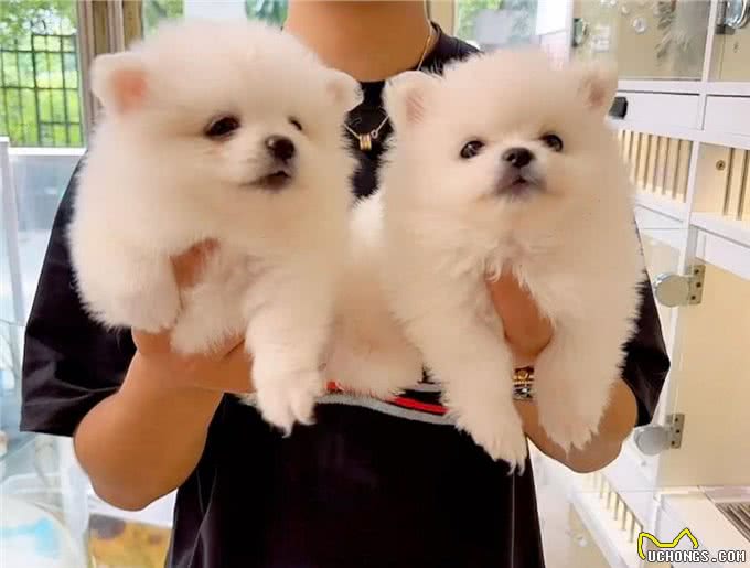 怎么能挑选到一只好小狗?5点小秘籍!