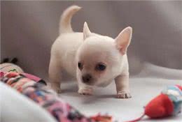 怎么能挑选到一只好小狗?5点小秘籍!