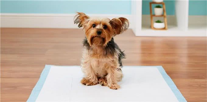狗狗定点排便七步法，最快3天学会
