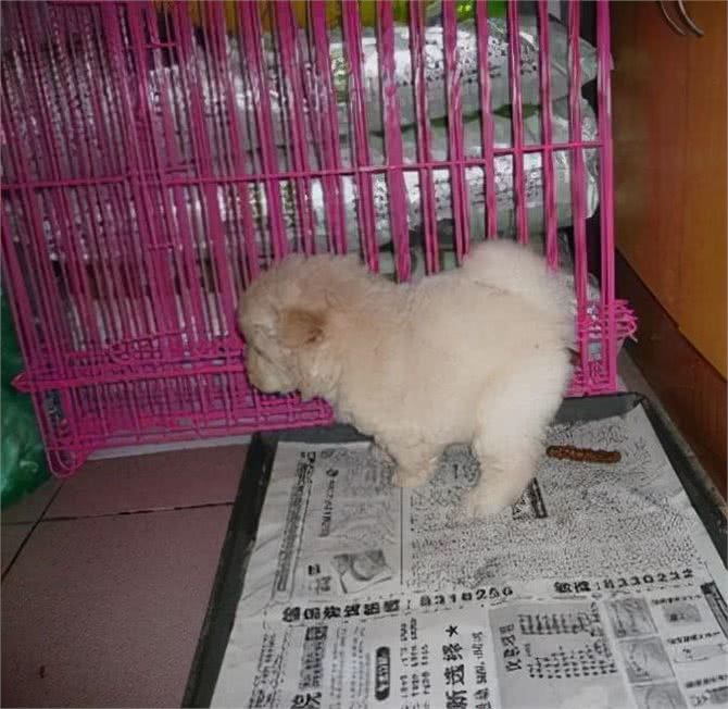 狗狗定点排便七步法，最快3天学会