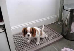 狗狗定点排便七步法，最快3天学会