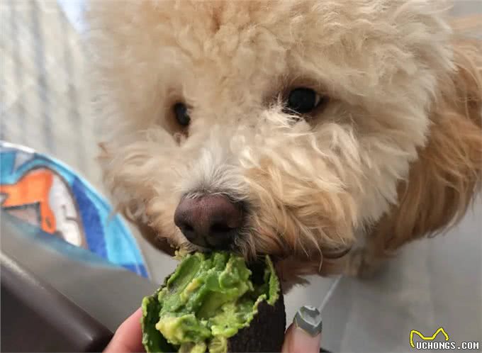 警告:这些食物不能喂狗,可能会让它随时丢命