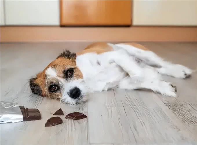 警告:这些食物不能喂狗,可能会让它随时丢命