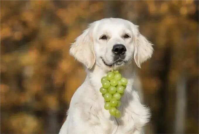 警告:这些食物不能喂狗,可能会让它随时丢命