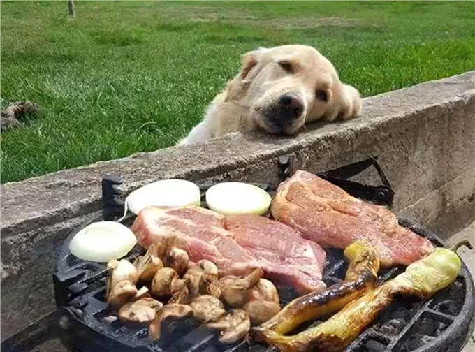 警告:这些食物不能喂狗,可能会让它随时丢命