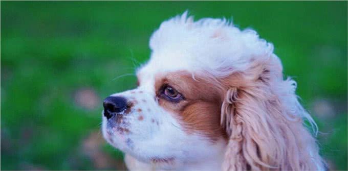 狗狗咬人怎么办，该怎么纠正