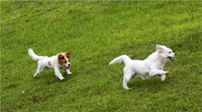 狗狗咬人怎么办，该怎么纠正