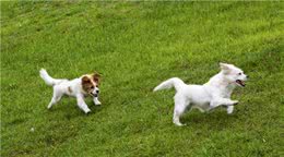 狗狗咬人怎么办，该怎么纠正