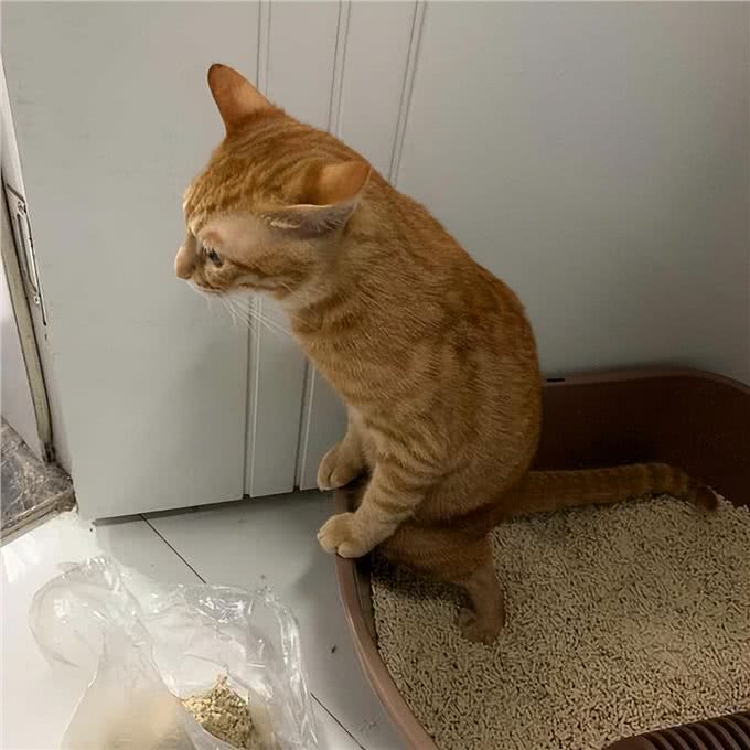 猫狗尿液这个颜色，主人需要注意了