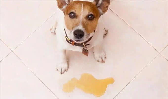 猫狗尿液这个颜色，主人需要注意了