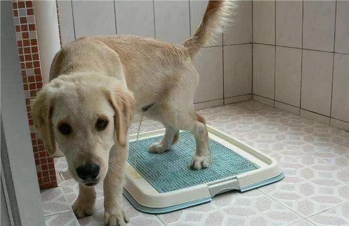 猫狗尿液这个颜色，主人需要注意了