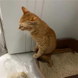 猫狗尿液这个颜色，主人需要注意了