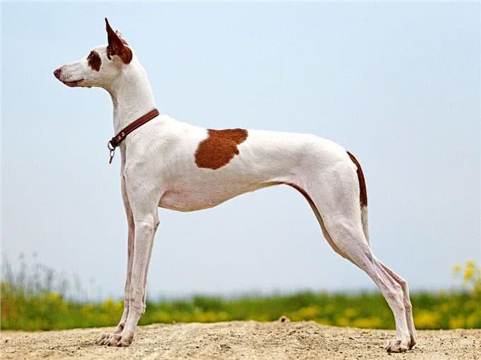 直到现在，你从未听说过的10个了不起的犬种