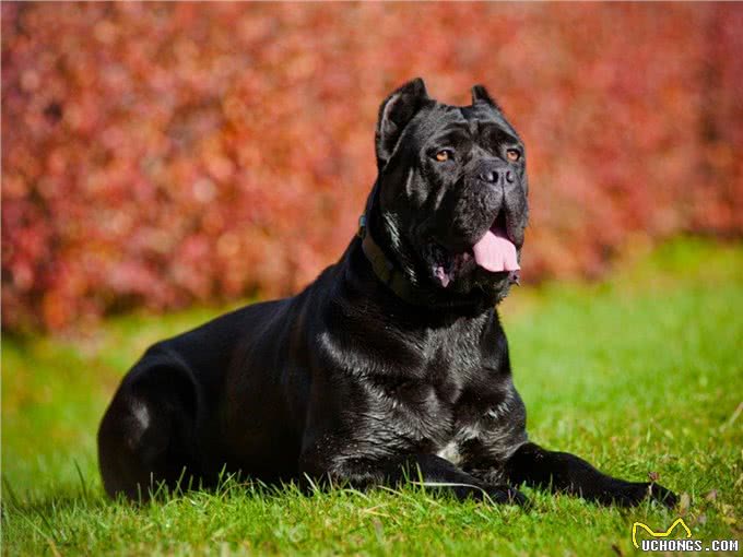 直到现在，你从未听说过的10个了不起的犬种