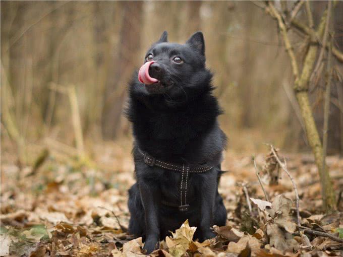 直到现在，你从未听说过的10个了不起的犬种