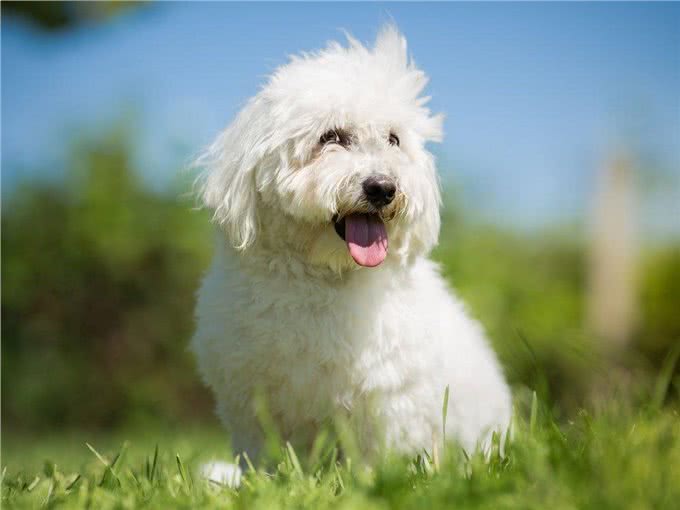 直到现在，你从未听说过的10个了不起的犬种