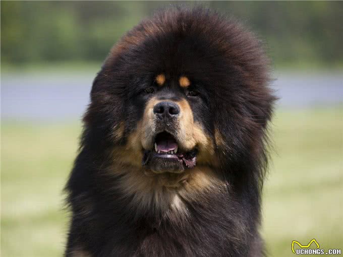 直到现在，你从未听说过的10个了不起的犬种