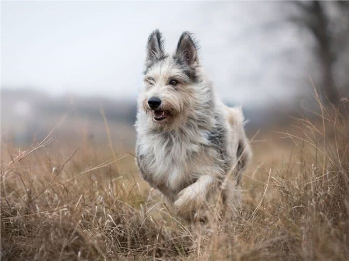 直到现在，你从未听说过的10个了不起的犬种