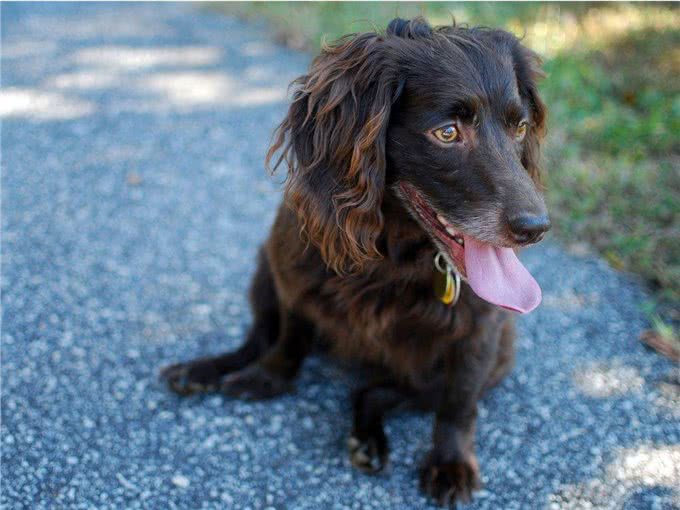 直到现在，你从未听说过的10个了不起的犬种