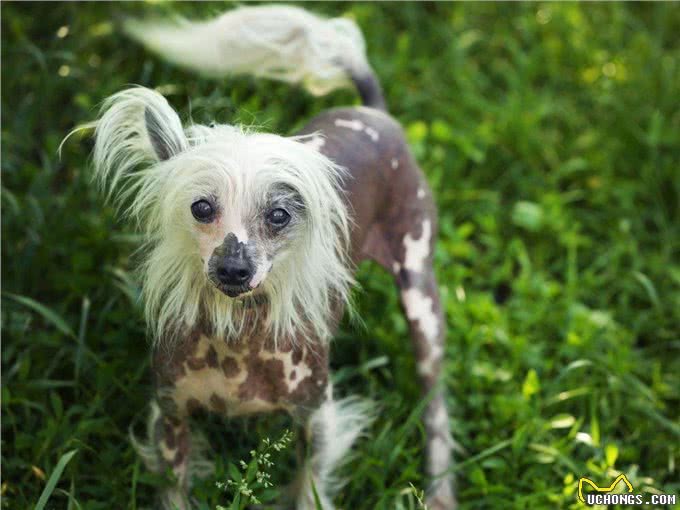 直到现在，你从未听说过的10个了不起的犬种
