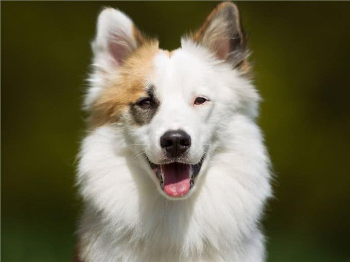 直到现在，你从未听说过的10个了不起的犬种