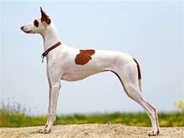 直到现在，你从未听说过的10个了不起的犬种