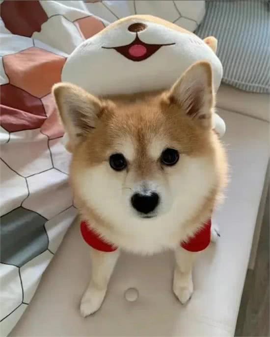 新手养狗须知丨14种常见狗狗遗传疾病!