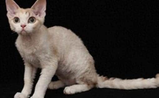 德文卷毛猫与阿比西尼亚猫哪个好?