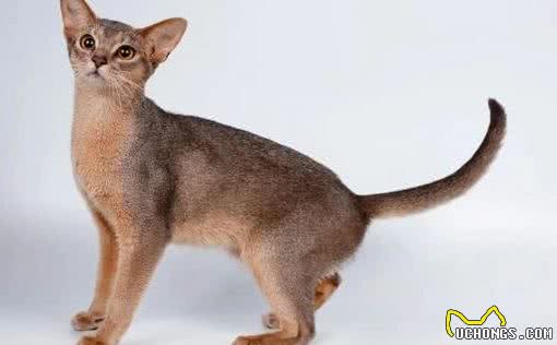 德文卷毛猫与阿比西尼亚猫哪个好?