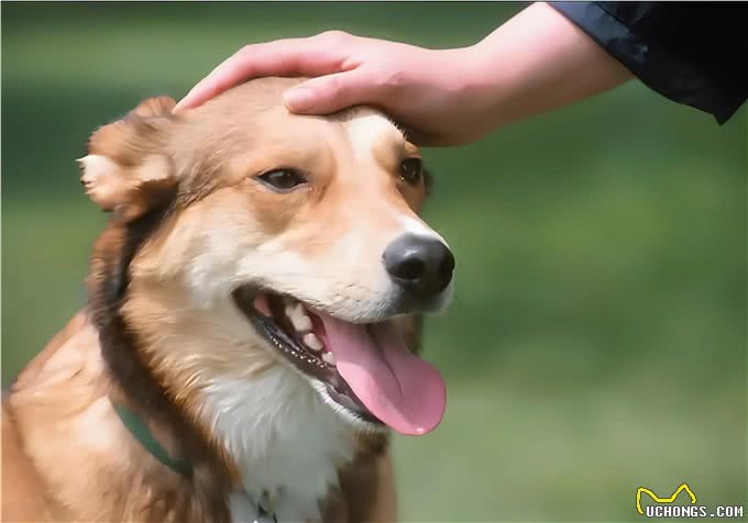 回到老家碰到陌生狗狗，狗狗不喜欢陌生人的哪些举动?