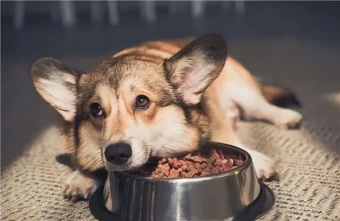 狗狗营养不足，可以吃什么补充营养?