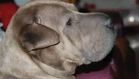 蔡骏:最后一只中国骨嘴沙皮犬