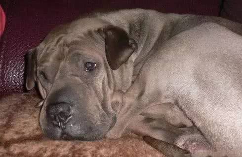 蔡骏:最后一只中国骨嘴沙皮犬