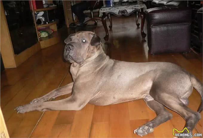 蔡骏:最后一只中国骨嘴沙皮犬