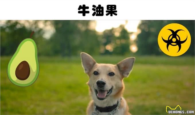 巧克力对狗狗来说有毒?盘点对狗狗来说可能很致命的6种食物