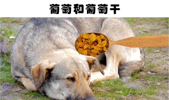 巧克力对狗狗来说有毒?盘点对狗狗来说可能很致命的6种食物