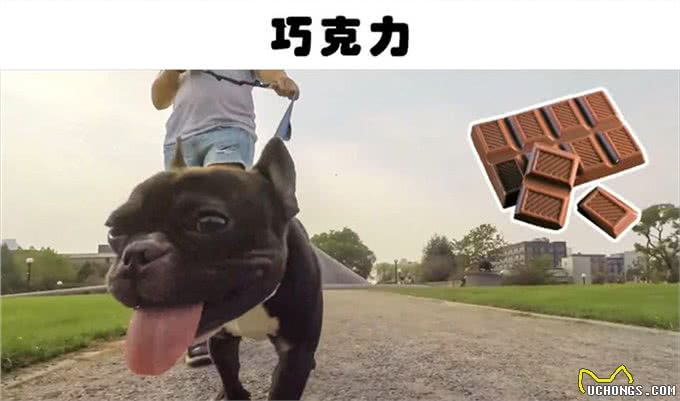 巧克力对狗狗来说有毒?盘点对狗狗来说可能很致命的6种食物